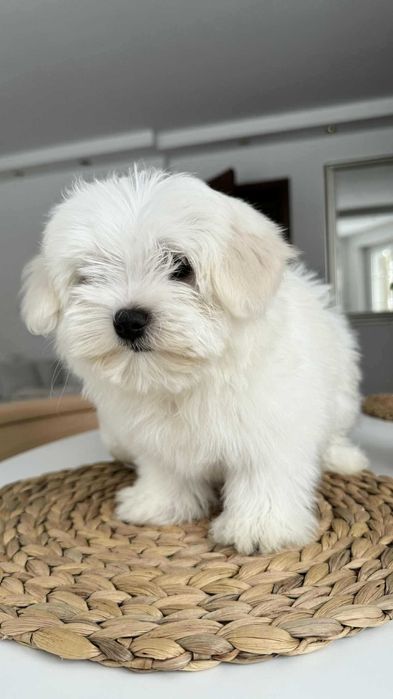 Śliczny Piesek Maltańczyk z Rodowodem Chipem