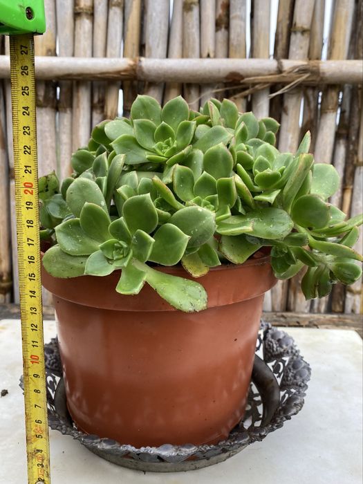 Papiro (Cyperus alternifolius)