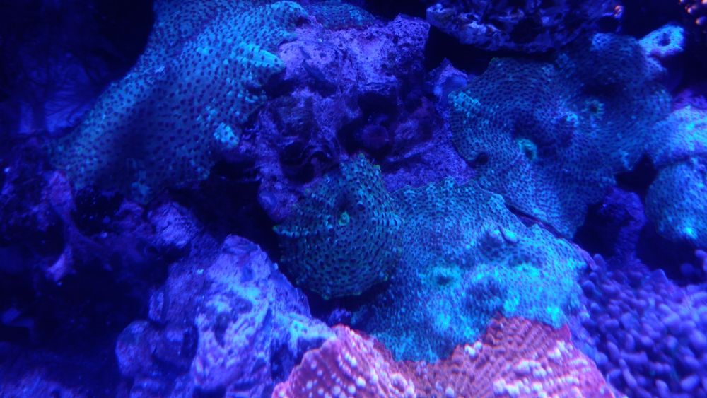 Discosoma Green akwarium morskie