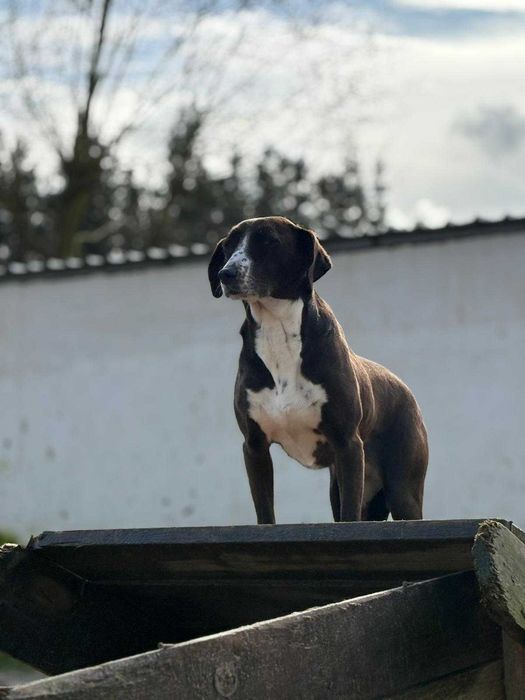 Cadela para adoçao (Joaninha)
