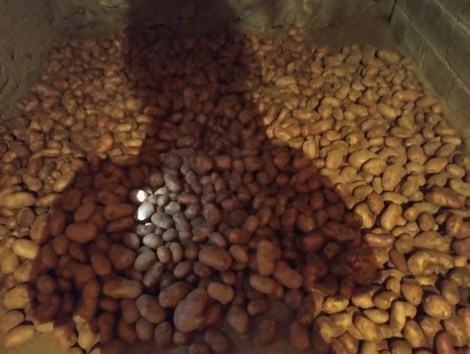 Batata branca ou vermelha