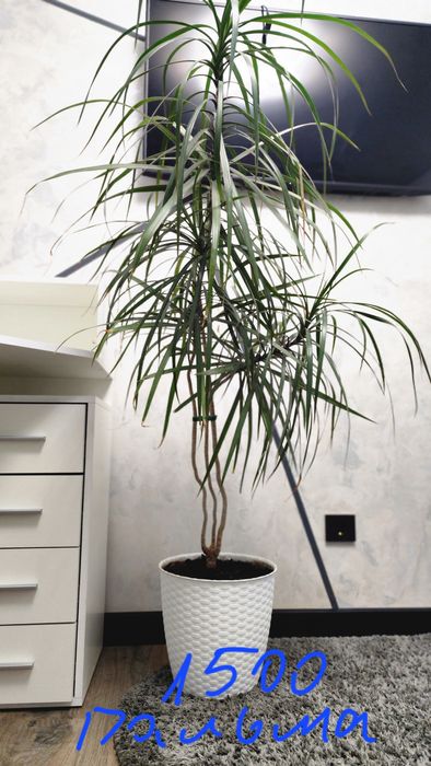 Вазони великі з горщиком