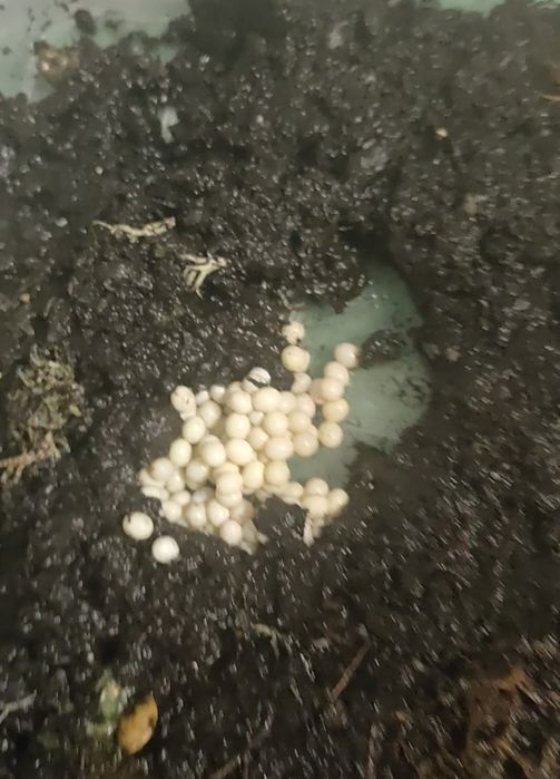 Равлик ахатинець