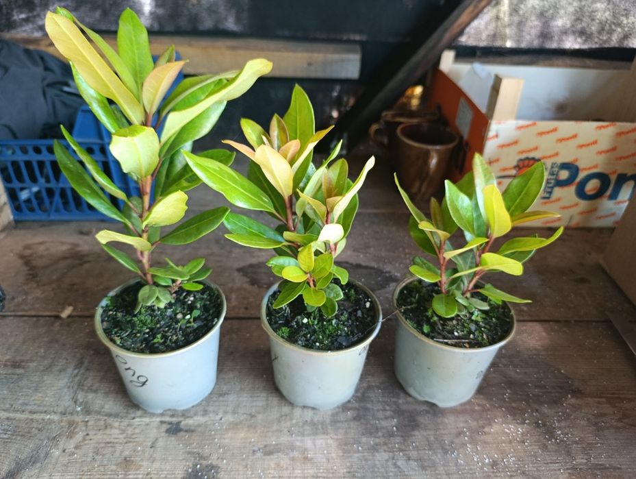 Рододендрон вічнозелений