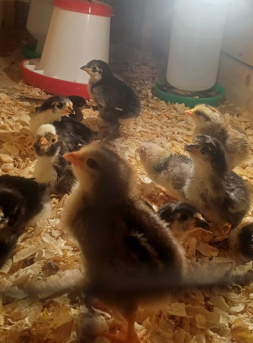 Sprzedam jaja lęgowe