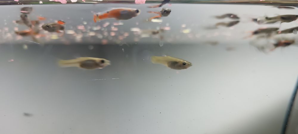 Guppys pá venda com muita saúde