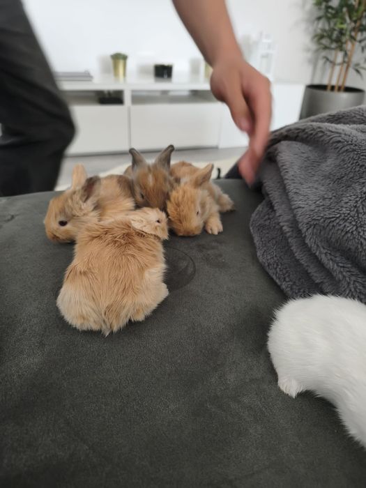 Coelhos peludos muito lindos