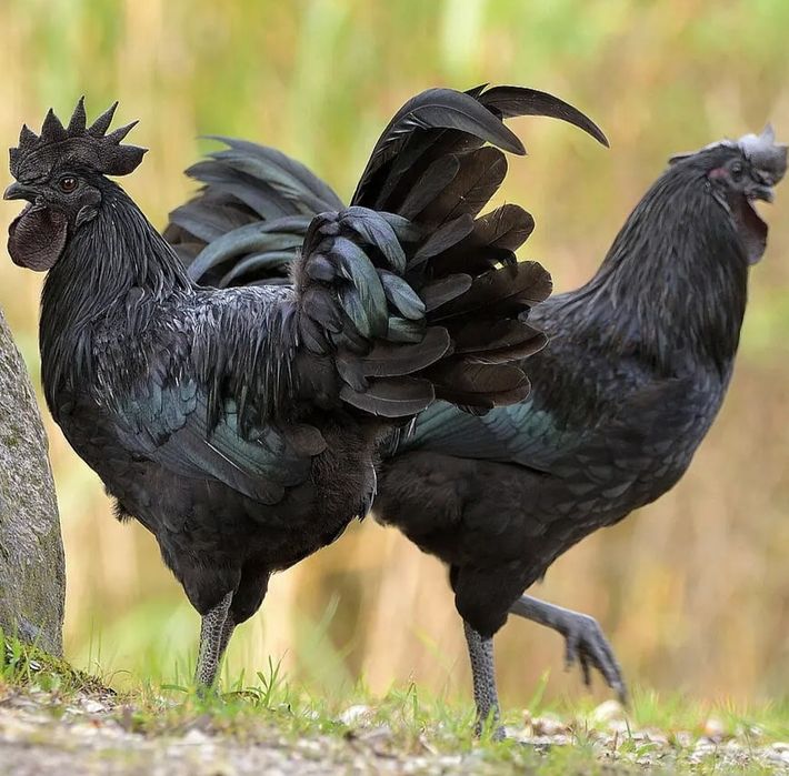 Jaja lęgowe Ayam Cemani