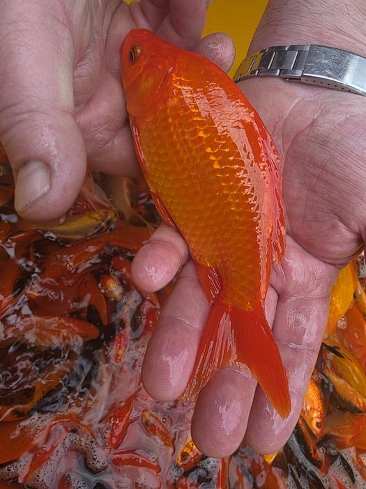 Karaś koi karp orfa lin amur jesiotr