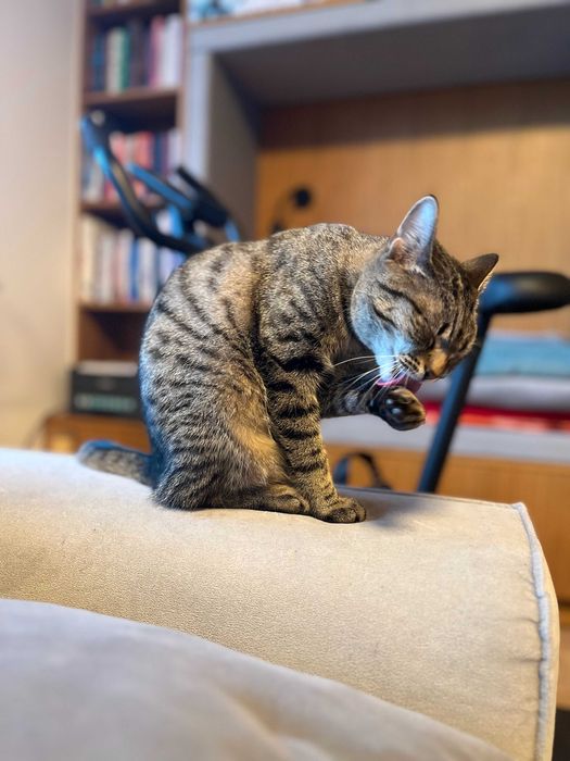 Kotka srebrna bura 8 miesięcy