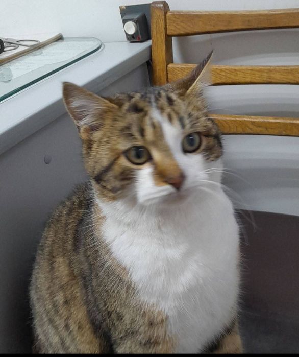 Бутузик, кошеня хлопчик 5 міс.