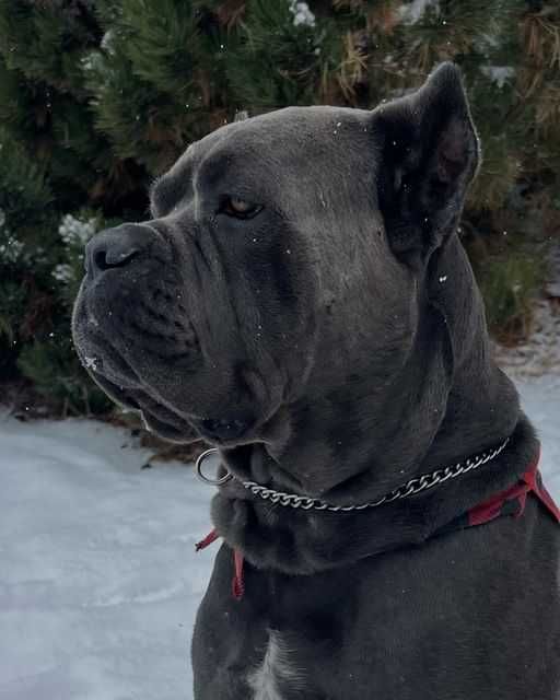 Сильний родовід-відмінне здоров"я