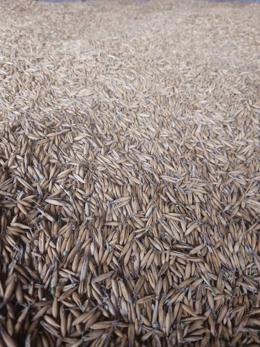 Owies bingo zbiór 2024