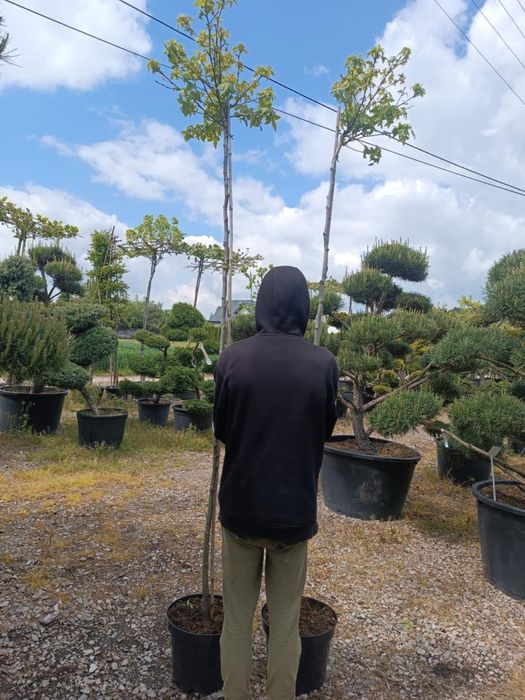 Ambrowiec amerykański gum ball