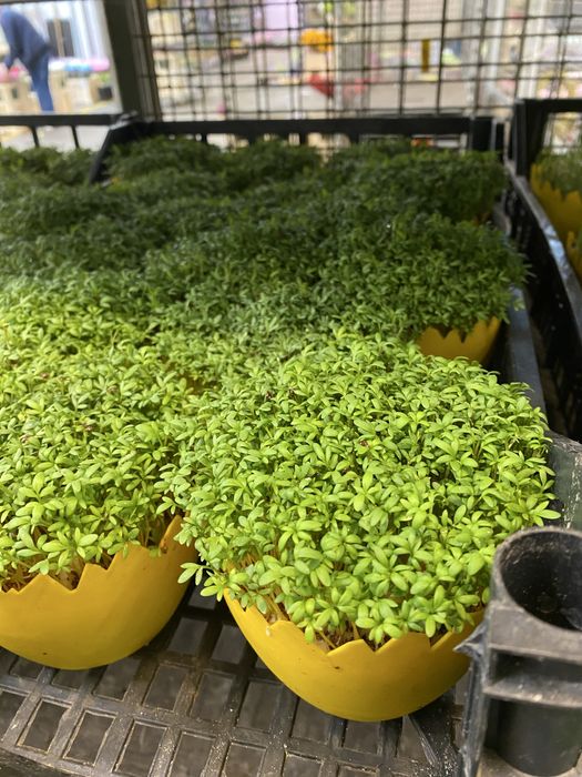 Rzeżucha Owies Wielkanocny