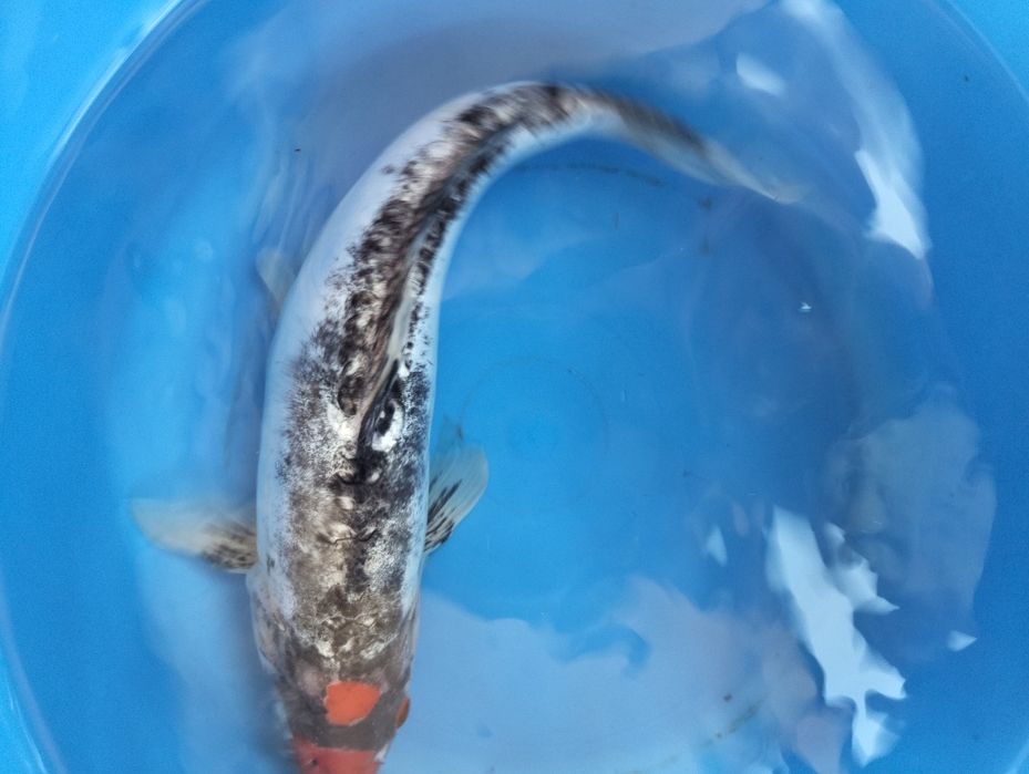 Carpa koi  Beni kumonryu 35 cm