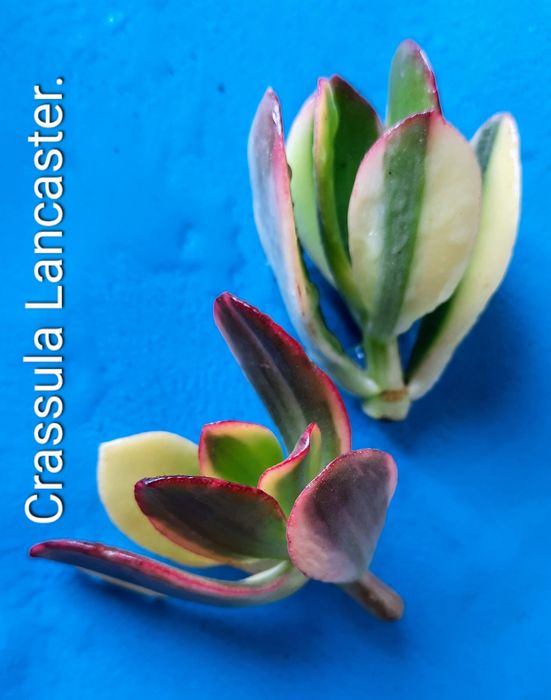 Вариегатные крассулы толстянки грошовi дерева суккуленты.