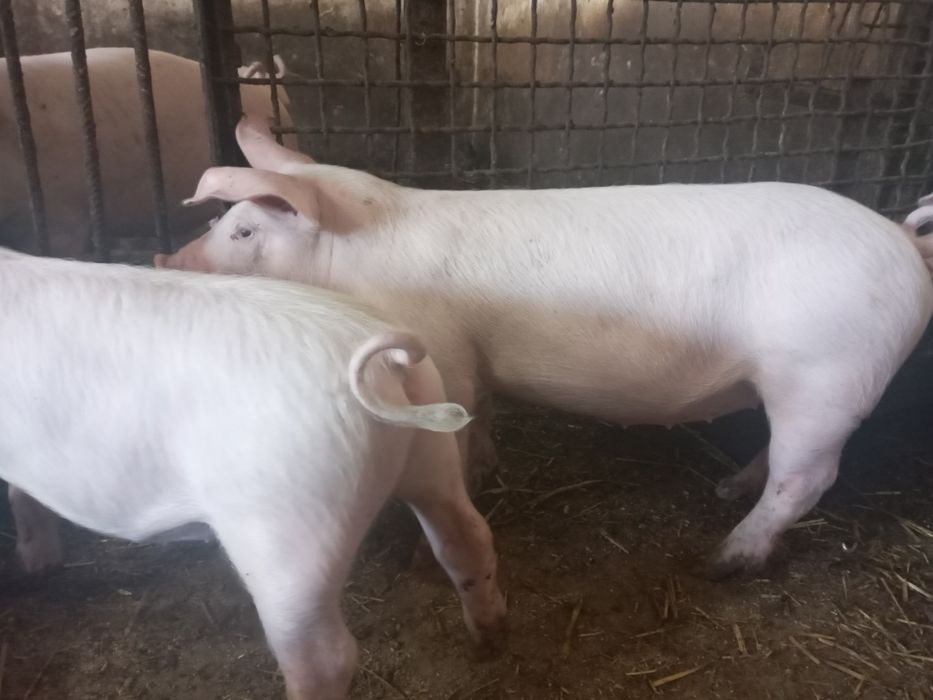 Поросята на плем'я.Льошки на свиноматки. Ремонтні льошки Ф1.