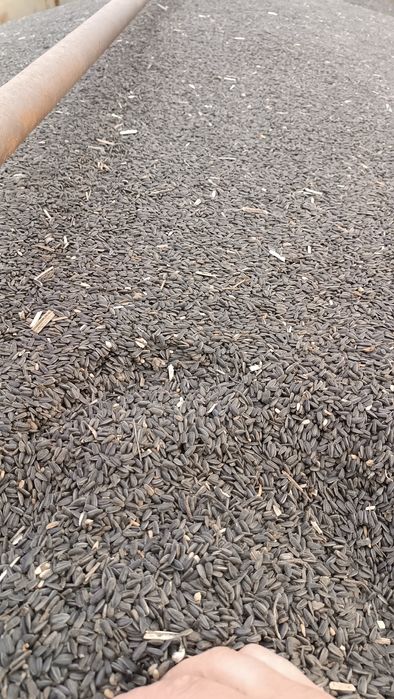 Słonecznik na paszę na poplony do wszystkiego