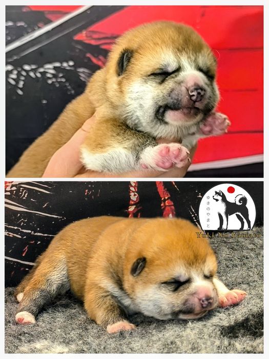 Akita Inu japońska ZKwP/FCI