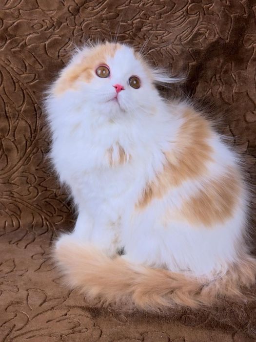 Гарне шотландське кошеня.