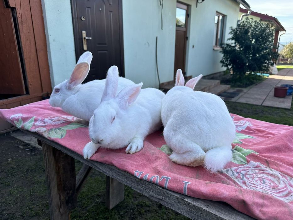 Кролі термонська біла. Молоді самці і самки