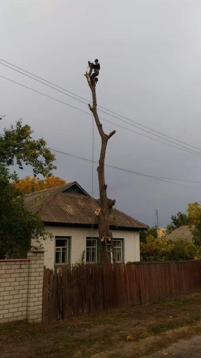 Професійне видалення складних дерев