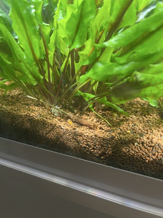 Cryptocoryne wendtii planta aquatica