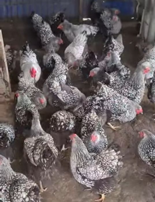 Яйця птиця віандот срібло