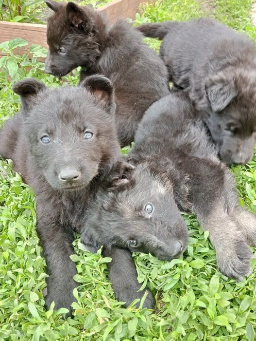 Продам цуценят німецької вівчарки