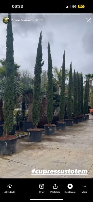 Cupressus Totem 100/600cm