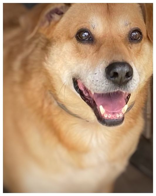 Pies w typie labladora