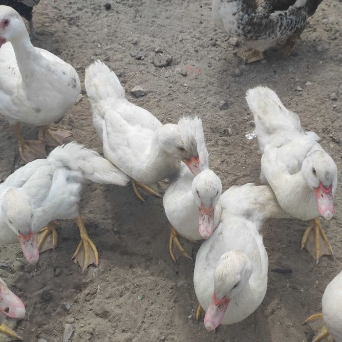 Vendo Patos para desocupar