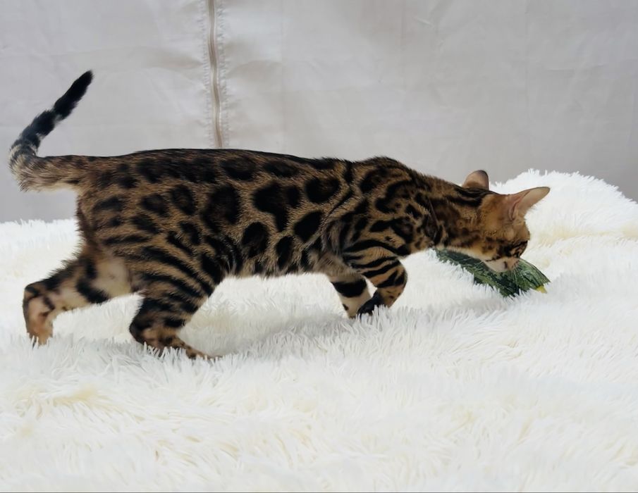 Przepięknej urody kocurek bengalski