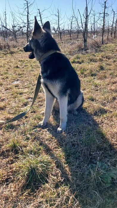 Східно-європейська вівчарка