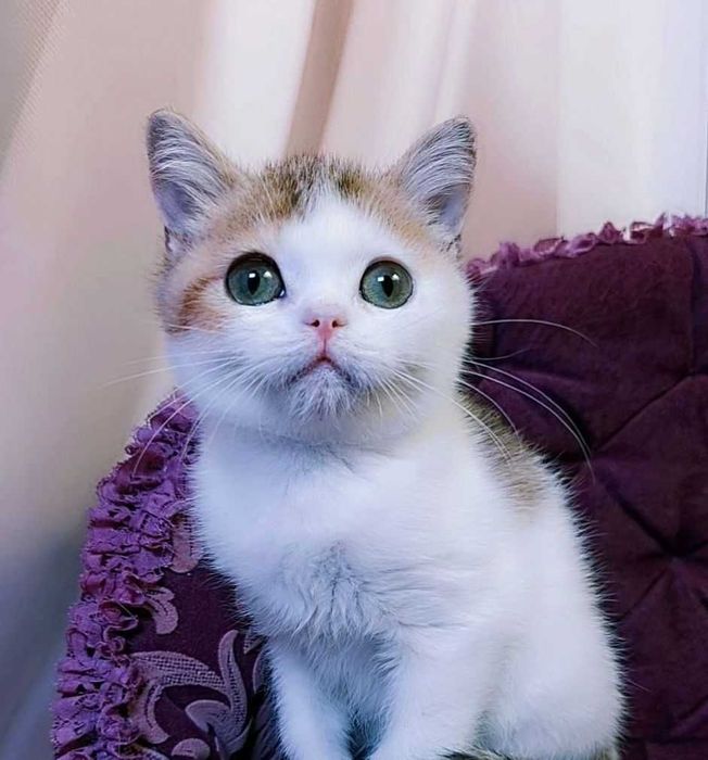 Чарівне шотландське кошеня, Грей