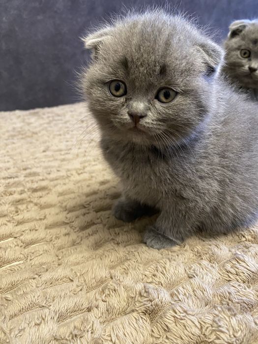 Блакитні красунчики