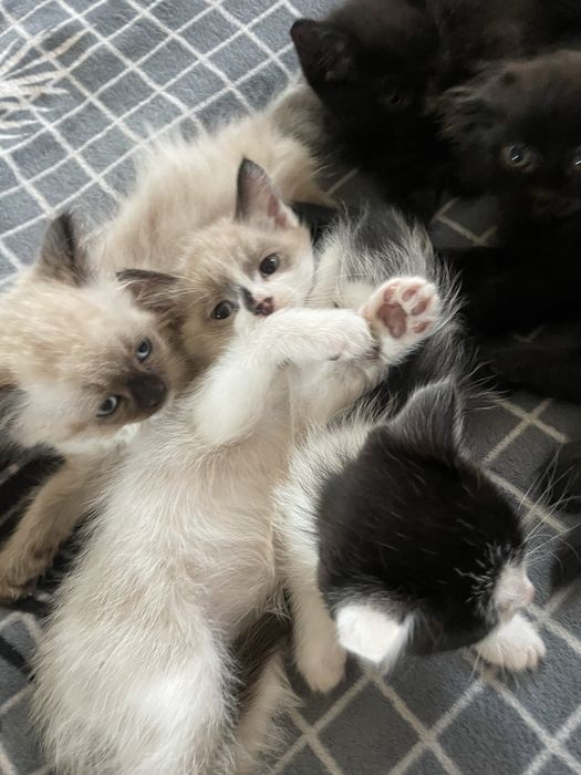 Чудові кошенята готові до переїзду в нові родини
