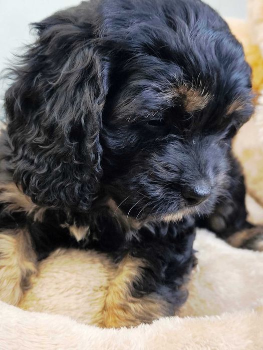 Pudel & cocker spaniel  COCKAPOO wyjątkowe