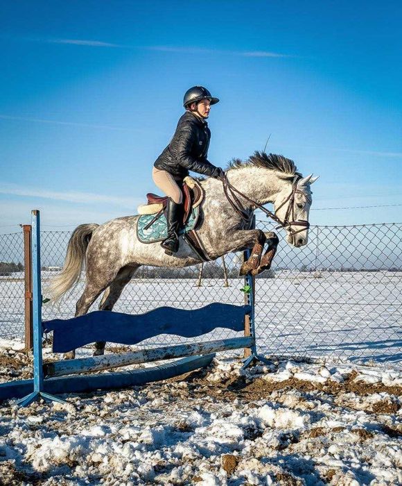 Kuc walijski 138cm, 6 lat do sportu/rekreacji