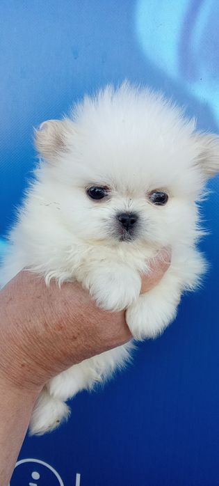 Мальтезе - мальтешпиц