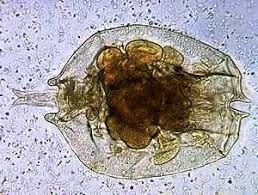 Rotiferos alimento para alevinos pequenos