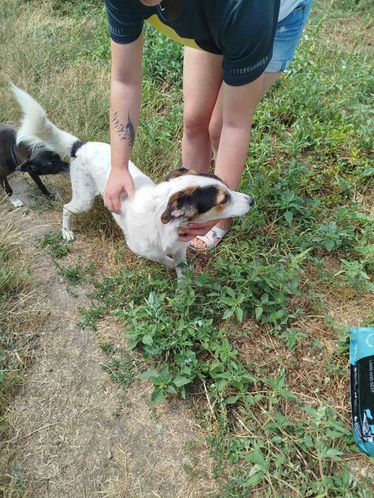 Пес кастрирован, можем привезти! Беляевка