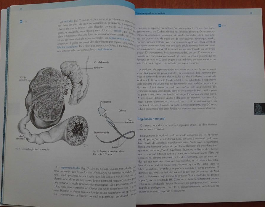 Educar Para A Sexualidade