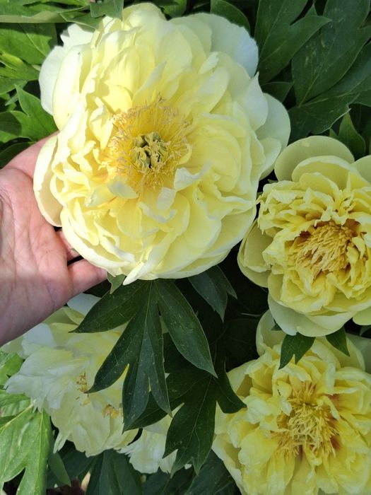 Піон ІТО Бартзелла