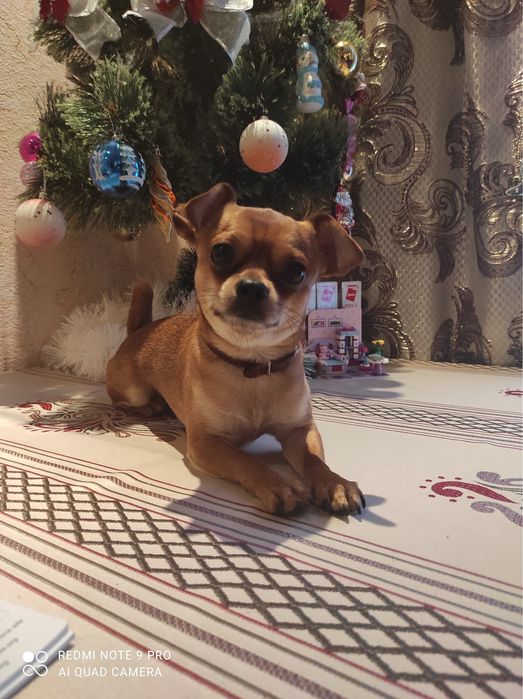 Хлопчик чихуахуа,шукає подружку для вʼязки