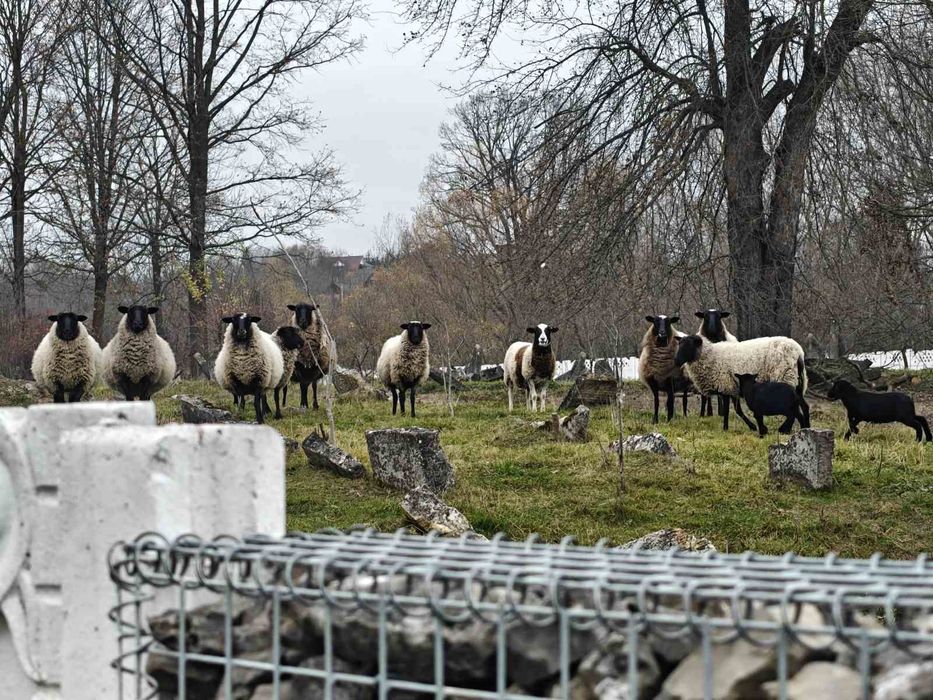 Продам баранчиків