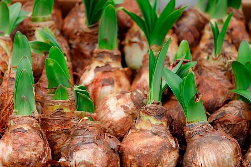 Bolbos de Amarílis a Ótimo Preço - Venda indiviual ou Conjunta