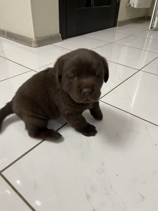 Лабрадор шоколадка . Щенок. Продам