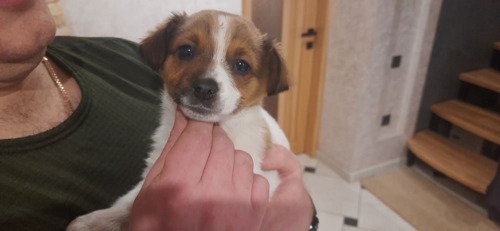 Віддам в добрі руки цуценят